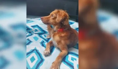 'Marley', canino extraviado. 