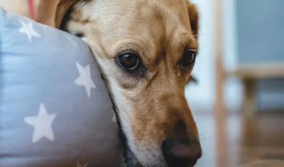 Mascotas con estrés por fuegos artificiales.