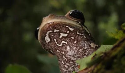 'Osteocephalus vasquezi', la nueva especie de rana.