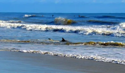 Tiburón en la playa de New Smyrna Beach.