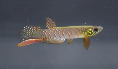 Fotografía sin fechar cedida por Heinz Arno Drawert, que muestra un pez que puede sobrevivir fuera del agua