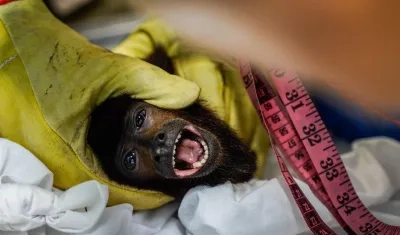 Mono aullador recibiendo atención veterinaria en San Martín, Meta.