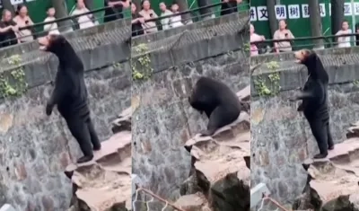 Oso saludando a los visitantes. 