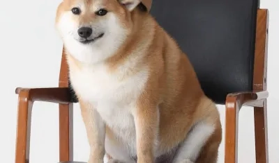 Foto estudio realizado a Cheems.