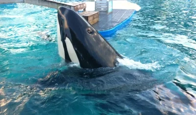 La orca 'Lolita' durante uno de sus espectáculos en el Miami Seaquarium