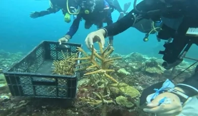 La jornada ambiental de restauración de corales en Islas del Rosario y San Bernardo