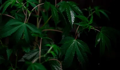 Imagen de referencia.