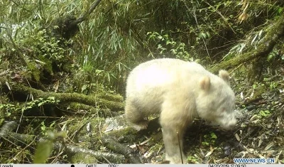 El único oso panda albino del mundo fue descubierto en el 2019
