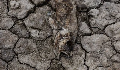 Peces muertos por la fuerte sequía que afecta al Amazonas.