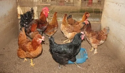 Imagen de referencia.