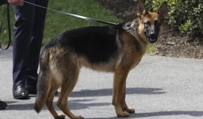 Commander, el pastor alemán del presidente estadounidense, Joe Biden.