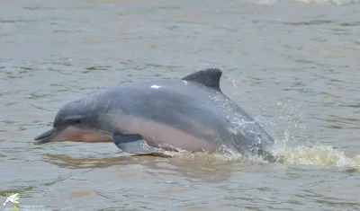 Delfín de rio.