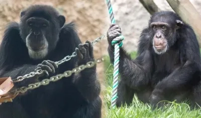 'Pancho' y 'Chita', los chimpancés del Bioparque Ukumarí que escaparon y fueron baleados.