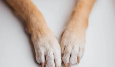 'Simona' hace parte del núcleo familiar, sentenció el Tribunal de Bogotá.