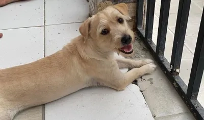 La mascota perdida 'Koky'.