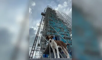 'Faro', el perrito nacido en el faro la 'Ventana de sueños'.