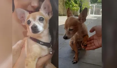 'Niño Andrés', mascota perdida.