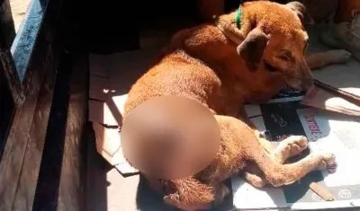 Perrita que fue quemada en Santa Marta.