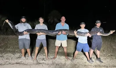 El reptil cazado y es cargado por cinco hombres. 