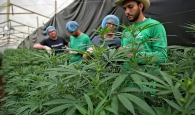Cultivo de marihuana de uso legalizado, imagen de referencia.