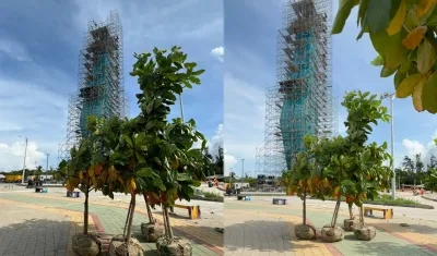 Plan de siembra de especies nativas y plantas ornamentales puesto en marcha.