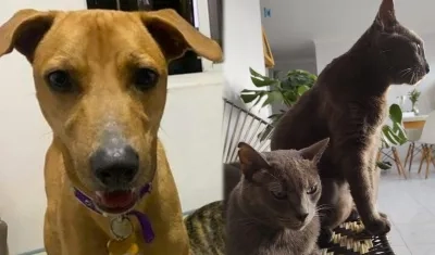 'Oslo' (perro), 'Blue' (gato) y 'Mishu' (gato).