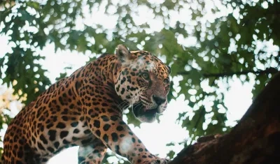 Imagen de referencia.