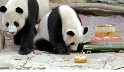 Dos de los pandas trasladados a China