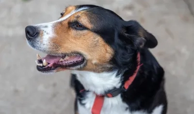 Imagen de referencia.