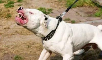 Perro, de raza pitbull. 