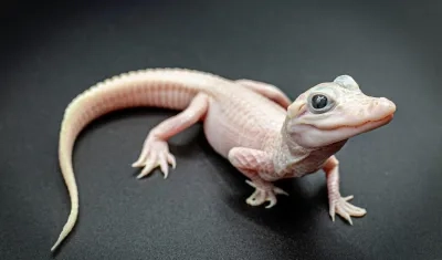 Caimán con leucismo.