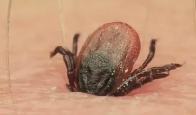 Imagen de referencia.