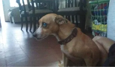 'Sazha', mascota perdida.