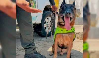 Canino 'Oker'.