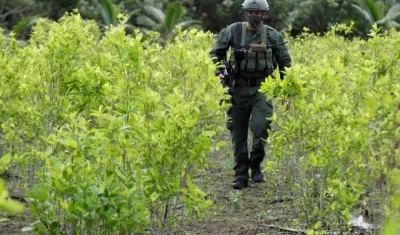 Cultivo de coca hallado por las autoridades, imagen de referencia.