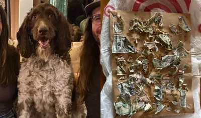 'Cecil' la mascota que se comió el dinero.