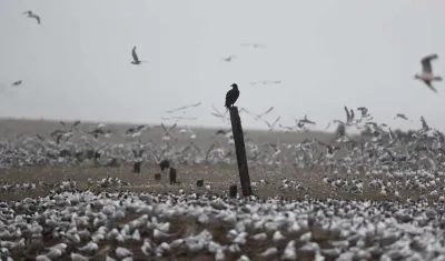 Fotografía de docenas de aves en el refugio de vida silvestre en Lima.