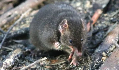 Fotografía de un "'antechinus" oscuro macho en un recinto naturalista situado en Cape Otway, Australia.