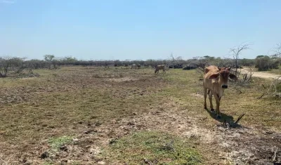 Sequía en Atlántico.