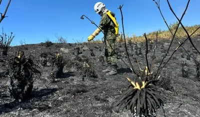 Un soldado revisa frailejones afectados por un incendio forestal cerca al páramo de Berlín.