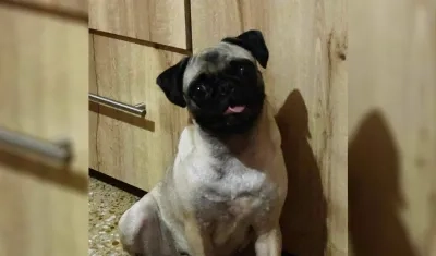 'Abby', mascota perdida. 