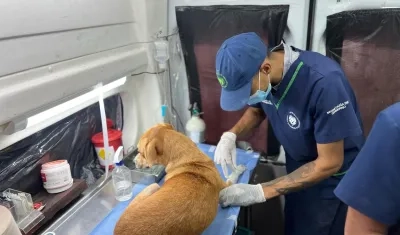 Atención a mascotas a través del Programa de Bienestar Animal