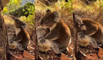 Koala llora a su compañera.