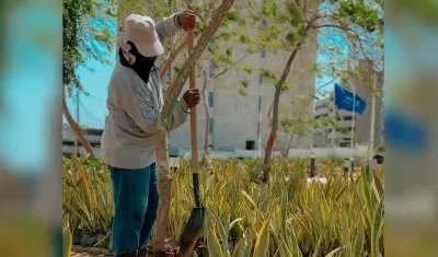 Siembra de árboles en los parques de Barranquilla
