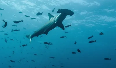 Las especies se encuentran en cautiverio en el acuario El Nativo. 