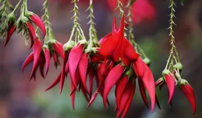 Flores de 'Clianthus puniceus', en peligro de extinción.