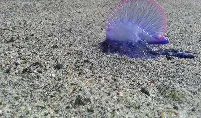 La fragatas portuguesas son venenosas. 