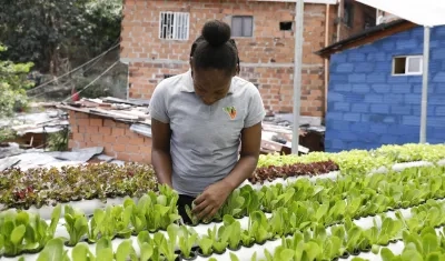 Hortalizas y lechugas en una terraza de la comuna 13