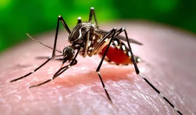 El mosquito transmisor del dengue. 