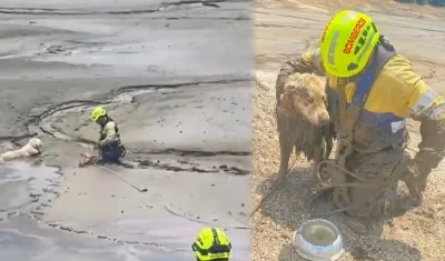 Gracias a la rápida acción del equipo de rescate, 'Bruno' fue rescatado sano y salvo.